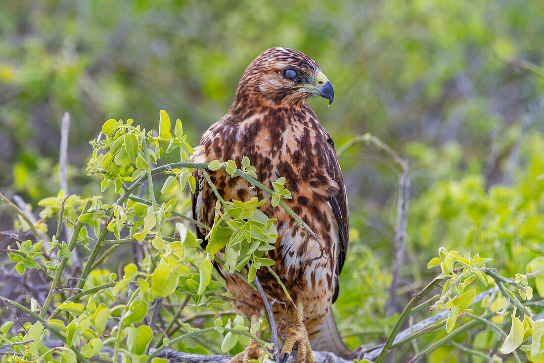 Young Galapagos hawk (Buteo galapagoensis) in the Galapagos Island Archipelago, UNESCO World Heritage Site, Ecuador, South America