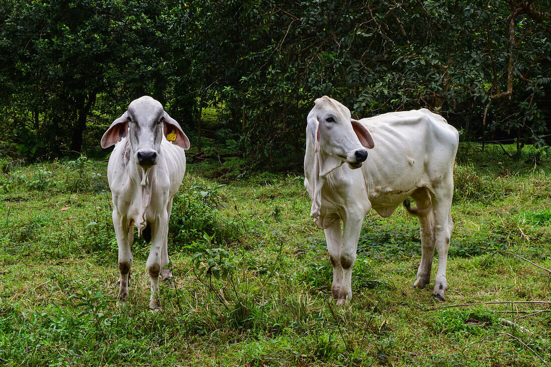 Two white cows by the road in Costa Rica