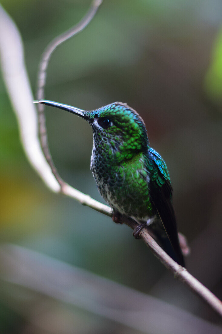 Grüner Kolibri auf einem Baum,Monteverde,Costa Rica