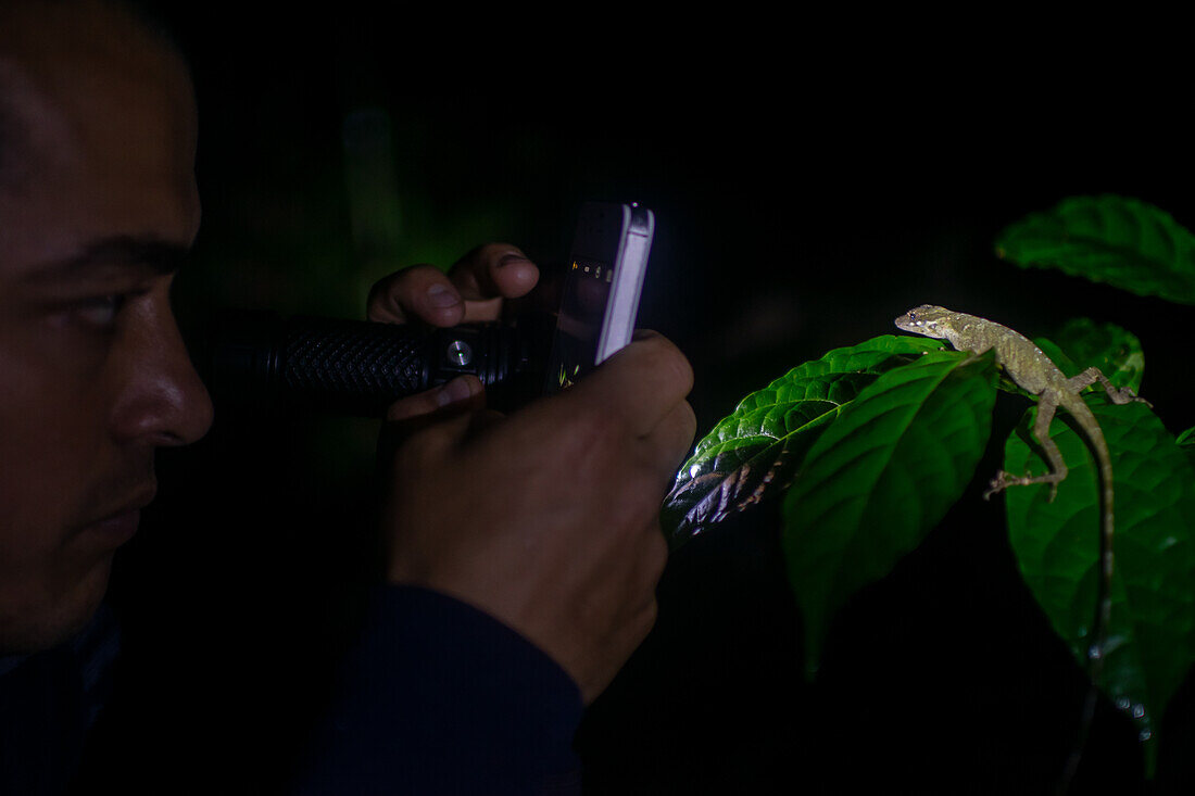 George of the Cloud Forest, guide and wildlife specialist, taking a photo with a smartphone of an Anole lizard on a leaf at night, Costa Rica