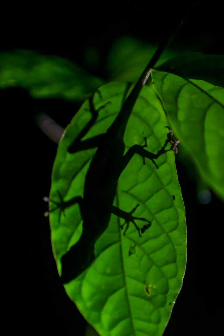 Silhouette of anole lizard behind a leaf, Costa Rica