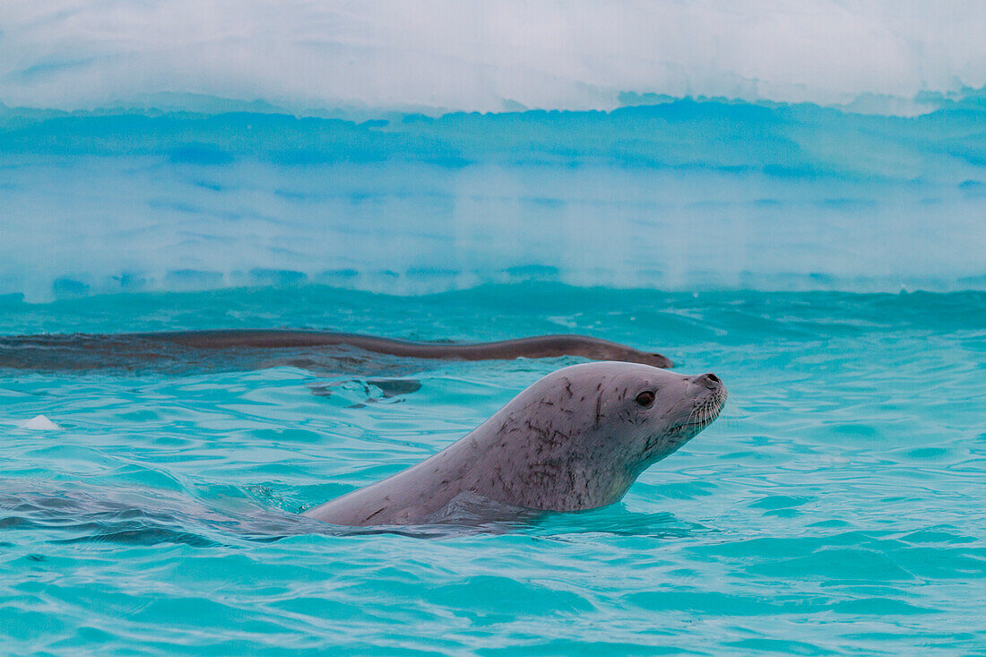 Crabeater seal (Lobodon carcinophaga) swimming near iceberg at Booth Island near the Antarctic Peninsula, Antarctica, Polar Regions