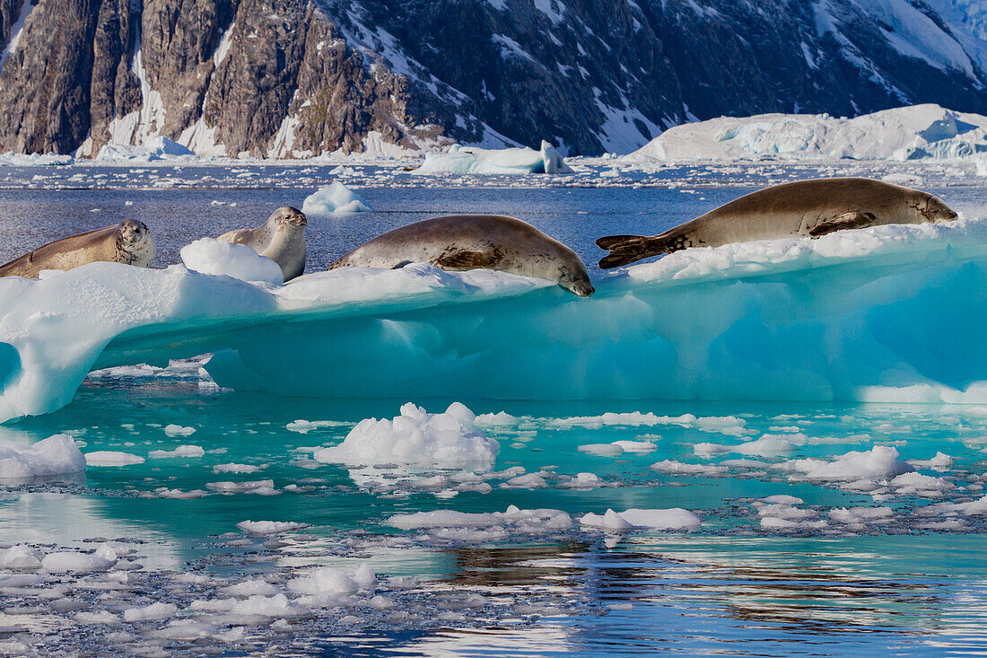 Crabeater seals (Lobodon carcinophaga) hauled out on ice floe in Neko Harbor near the Antarctic Peninsula, Antarctica, Polar Regions