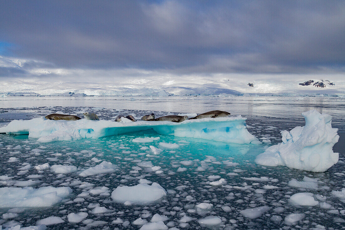 Crabeater seals (Lobodon carcinophaga) hauled out on ice floe in Neko Harbor near the Antarctic Peninsula, Antarctica, Polar Regions