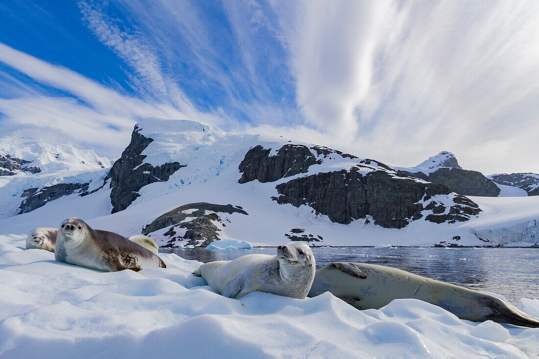 Crabeater seals (Lobodon carcinophaga) hauled out on ice floe near Cuverville Island in the Antarctic Peninsula, Antarctica, Polar Regions