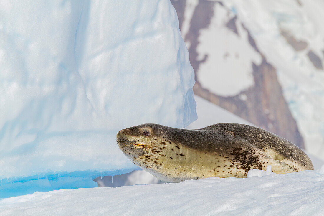 Adult leopard seal (Hydrurga leptonyx) near Cuverville Island near the Antarctic Peninsula, Southern Ocean, Polar Regions