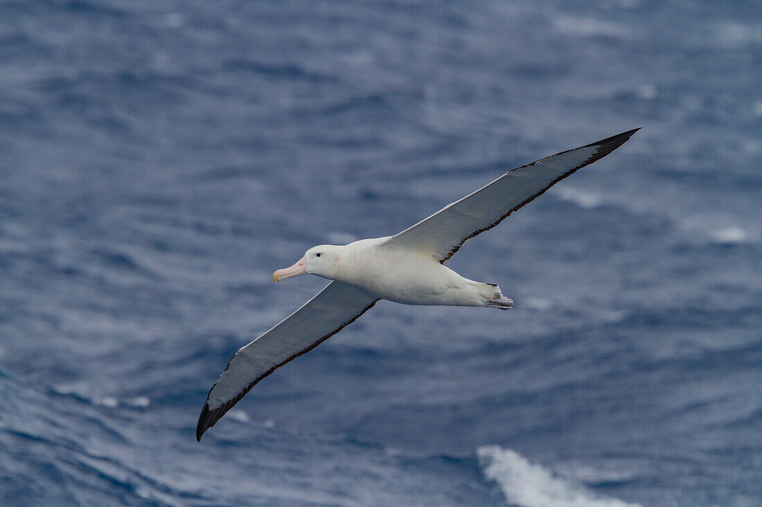 Adult wandering albatross (Diomedea exulans) on the wing near the Antarctic Peninsula, Southern Ocean, Polar Regions