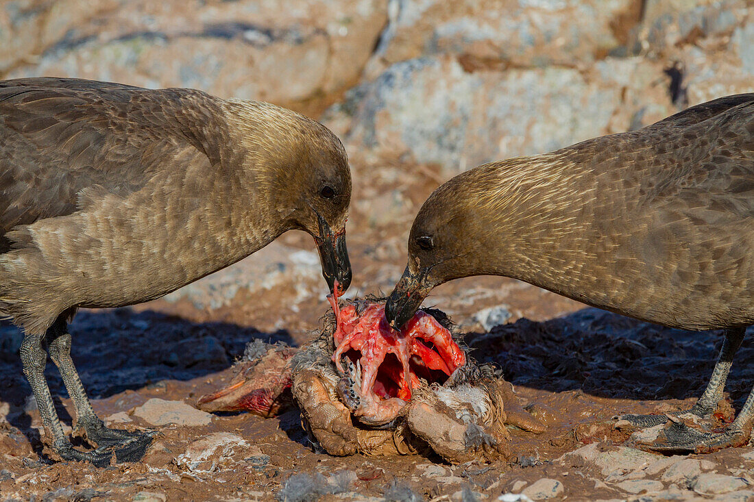 Ausgewachsener Brauner Skuas (Catharacta antarctica) bei der Fütterung eines Pinguinkadavers in der Nähe der Antarktischen Halbinsel,Antarktis,Polargebiete