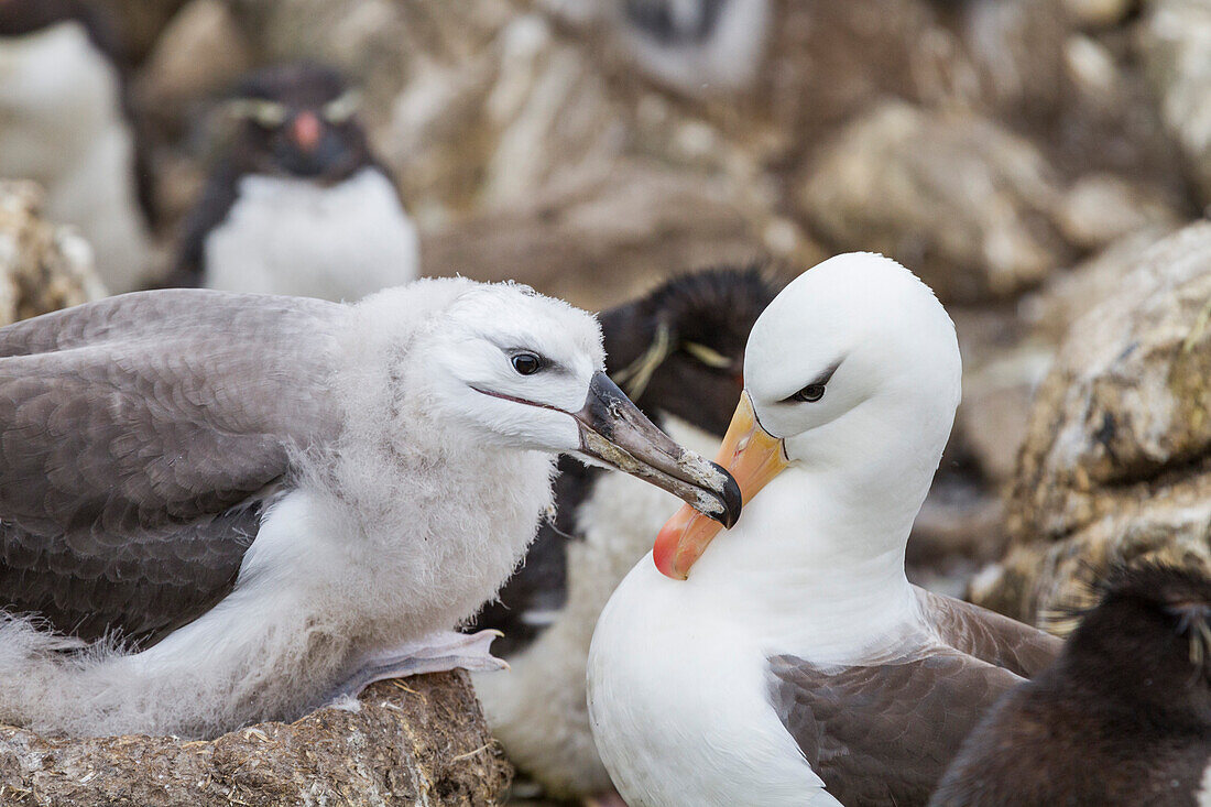 Schwarzbrauenalbatros (Thalassarche melanophrys) füttert Küken am Nistplatz auf der West Point Insel,Falklandinseln,Südamerika