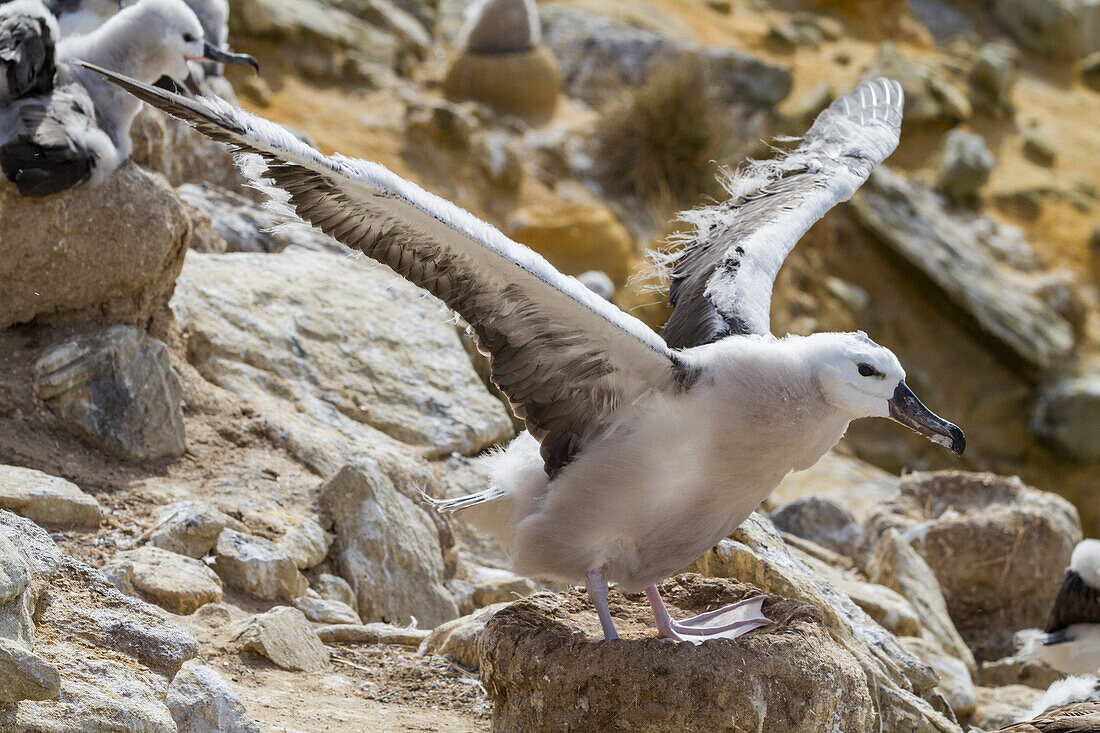 Black-browed albatross (Thalassarche melanophrys) chick on the nest at nesting site on New Island, Falklands, South America