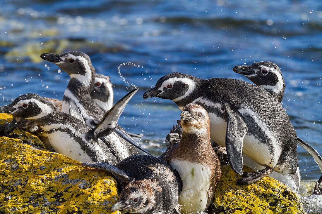 Adulte Magellanpinguine (Spheniscus magellanicus) am Brut- und Mauserplatz auf Carcass Island,Falklandinseln,Südamerika