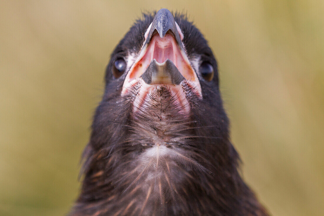 Adult striated caracara (Phalcoboenus australis), close-up, on Carcass Island in the Falkland Islands, South Atlantic Ocean, South America