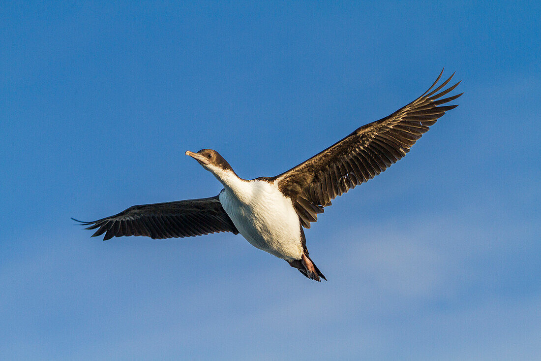 Ausgewachsene Kaiserscharbe (Phalacrocorax (atriceps) atriceps) im Flug auf den Falklandinseln,Südatlantik,Südamerika