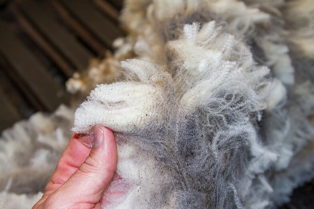 Sheep being shorn at the Long Island sheep farm outside Stanley in the Falkland Islands, South Atlantic Ocean, South America