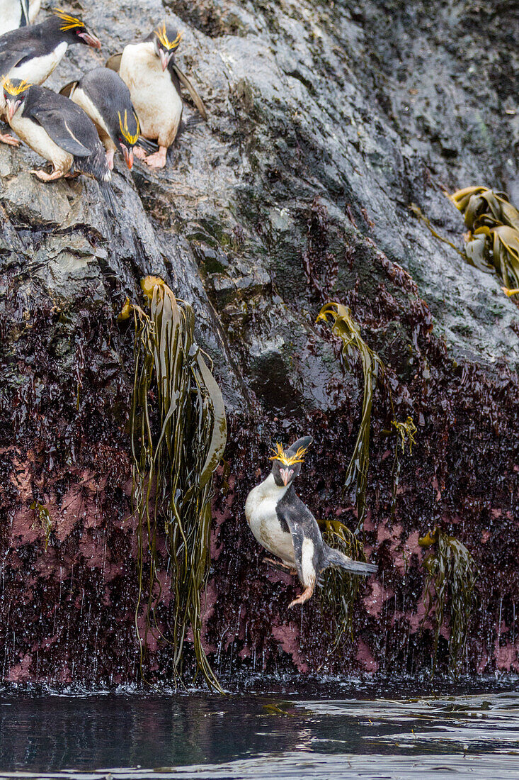 Erwachsene Makkaroni-Pinguine (Eudyptes chrysolophus) stürzen sich beim Verlassen ihrer Brutkolonie bei Elsehul auf Südgeorgien ins Meer,Südlicher Ozean,Polargebiete