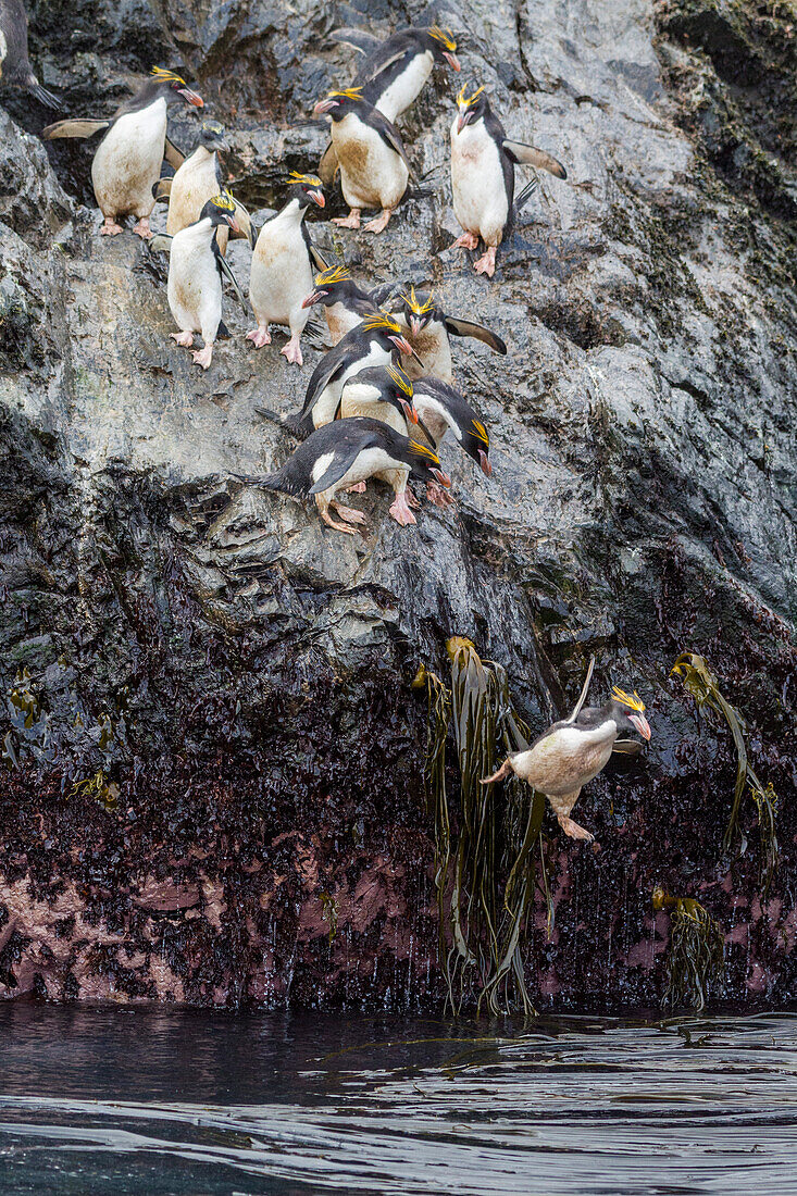 Erwachsene Makkaroni-Pinguine (Eudyptes chrysolophus) stürzen sich beim Verlassen ihrer Brutkolonie bei Elsehul auf Südgeorgien ins Meer,Südlicher Ozean,Polargebiete