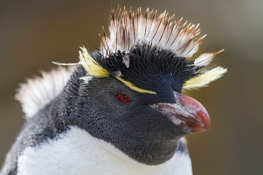 Erwachsener Südlicher Felsenpinguin (Eudyptes chrysocome chrysocome) in der Brut- und Mauserkolonie,Falklandinseln,Südamerika