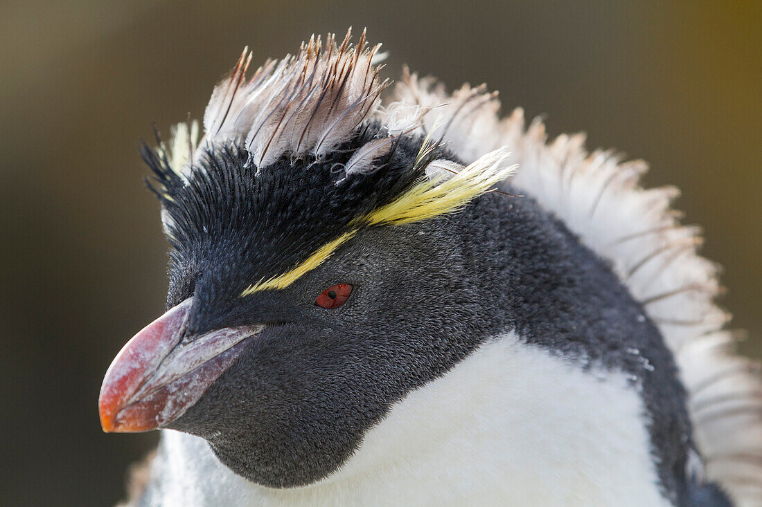 Erwachsener Südlicher Felsenpinguin (Eudyptes chrysocome chrysocome) in der Brut- und Mauserkolonie,Falklandinseln,Südamerika