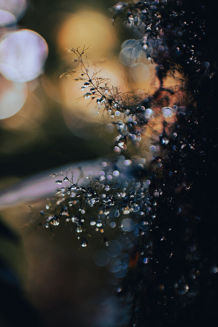 Water drops in plant, Monterey cloud forest, Costa Rica