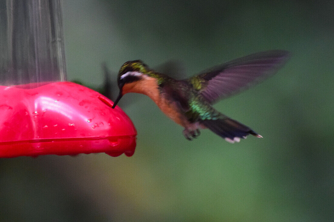 Hummingbird eating from a feeder