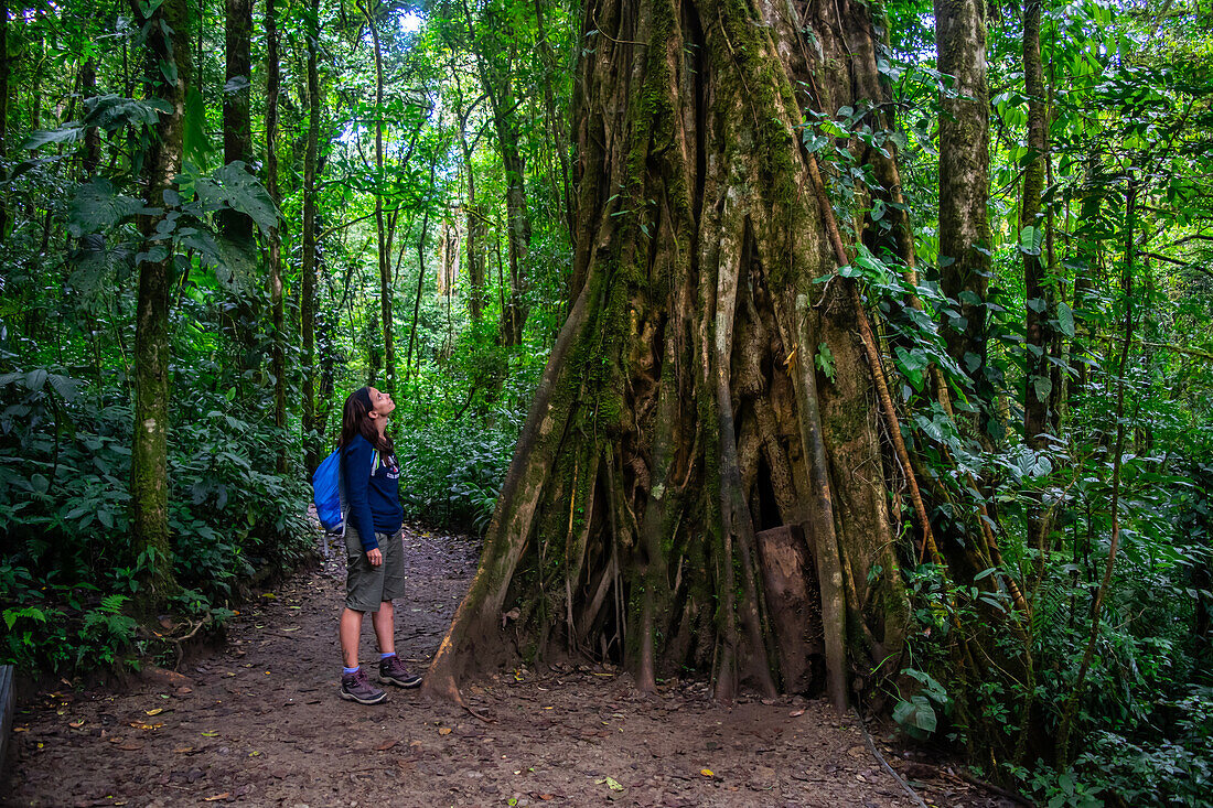 Young caucasian woman admires a Large Strangler Fig Tree (Ficus costaricana), Monteverde, Costa Rica