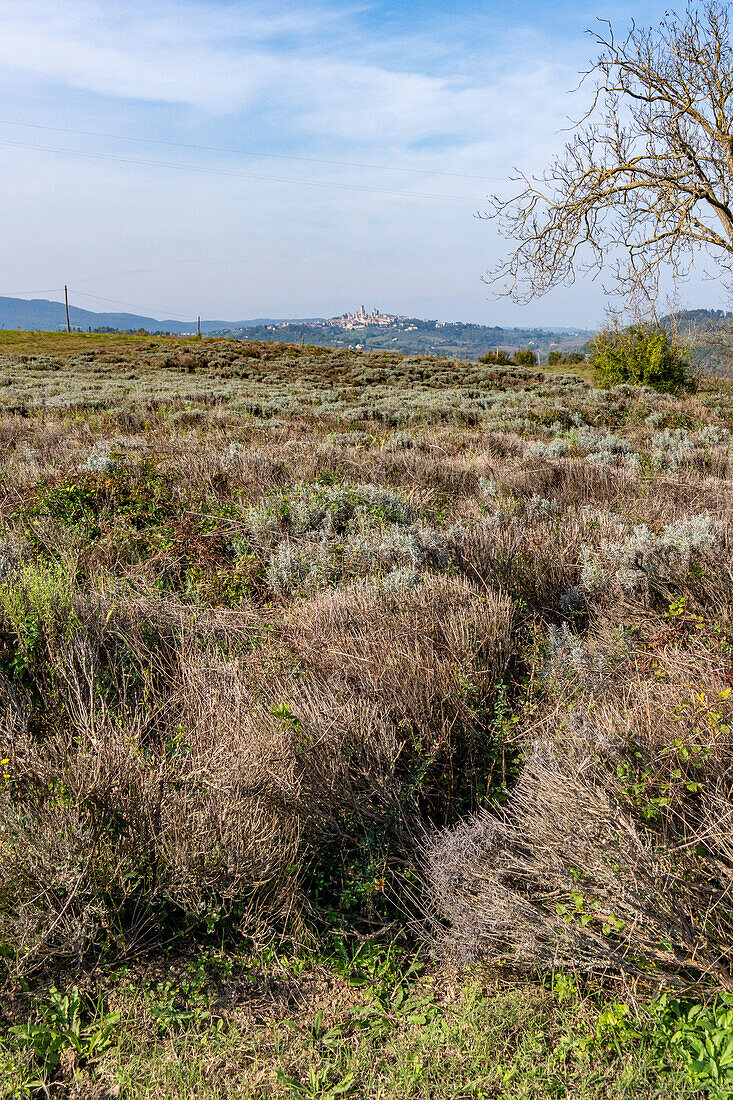 Lavender plants on a lavender farm in the Sienna Province of Italy. San Gimignano is in the background.