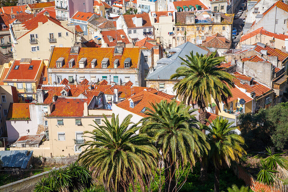 Explore the stunning architecture of Lisbon's Alfama district from the captivating Graca viewpoint surrounded by lush palm trees.