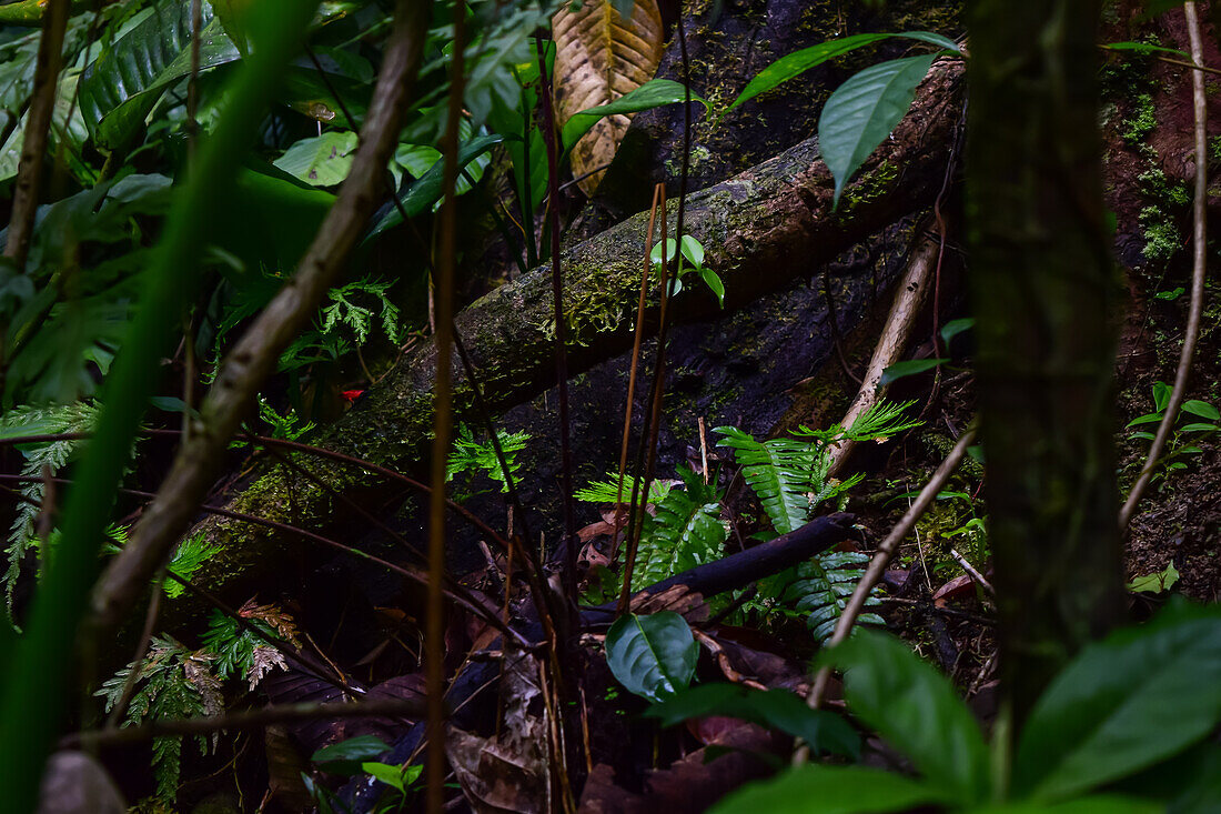 Vegetation in La Fortuna,Costa Rica