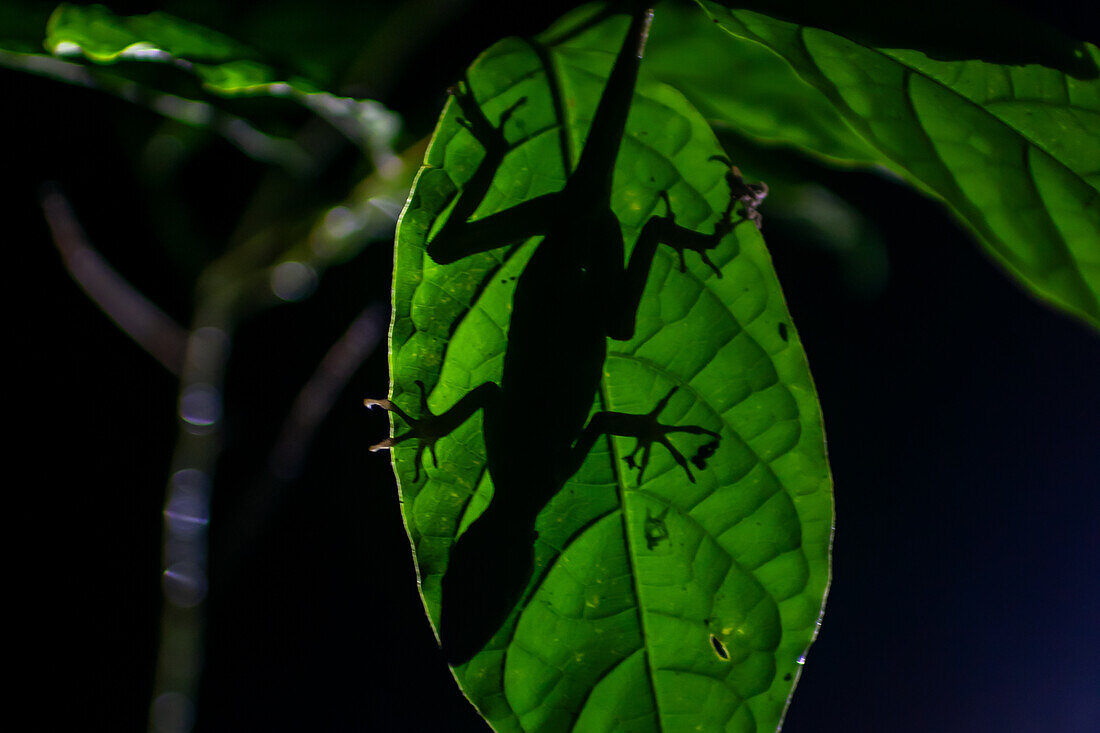 Silhouette of anole lizard behind a leaf, Costa Rica