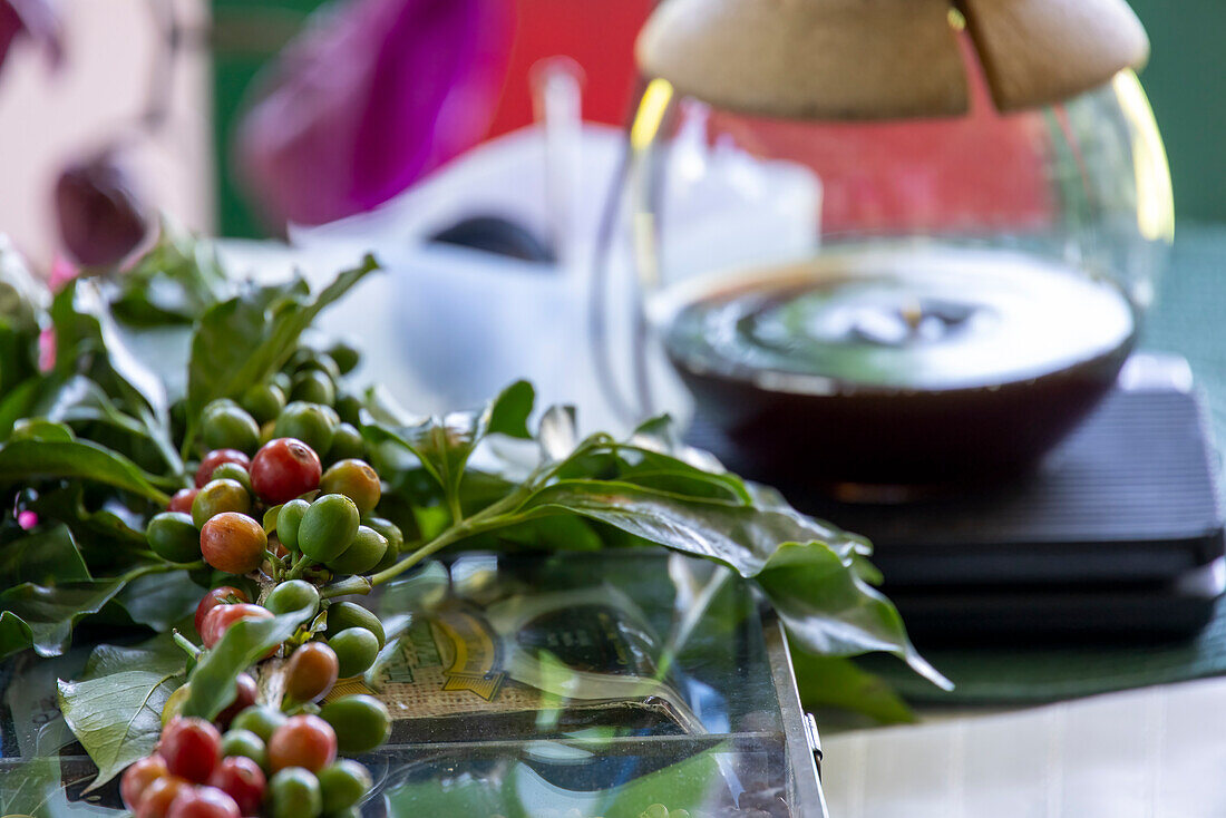 Kaffeezubereitung auf der Finca Los Angeles in Jardin,Kolumbien. Er und seine Familie produzieren ausgezeichneten Bio-Arabica-Kaffee aus einer einzigen Sorte.