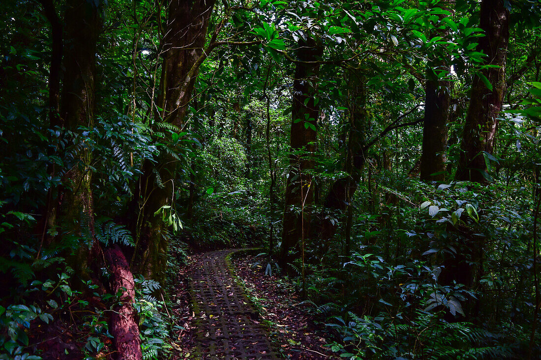 Trees and vegetation in Monteverde cloud forest, Costa Rica