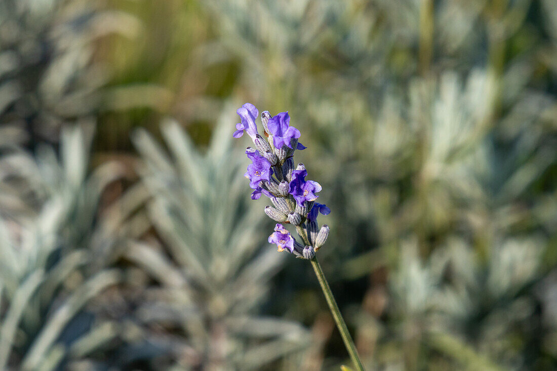 Late season flowers on a lavender plant on a lavender farm in the Sienna Province of Italy.