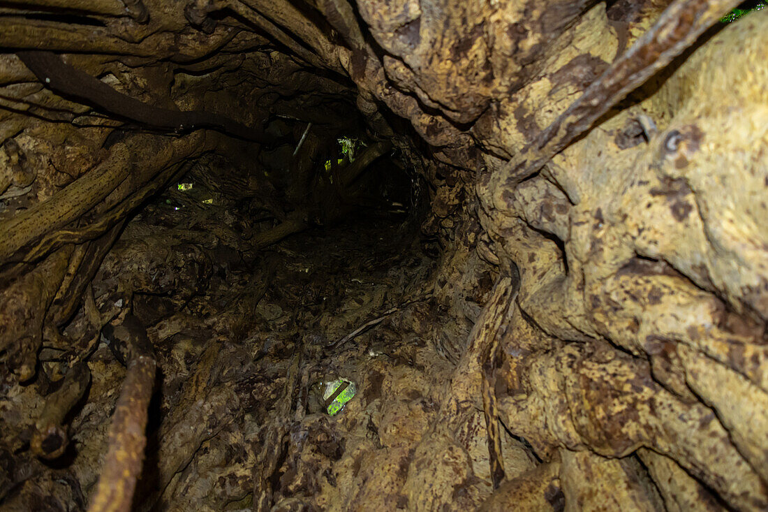 View inside a log of a Large Strangler Fig Tree (Ficus costaricana), Monteverde, Costa Rica