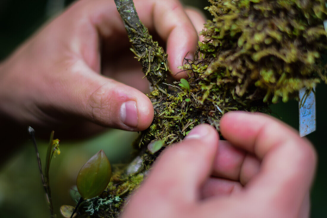 Hands of a guide showing tiny plants in Monterey Cloud Forest, Costa Rica