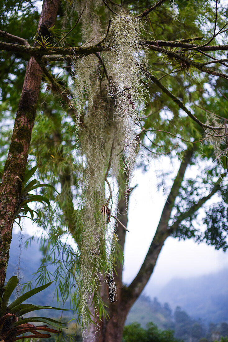 Spanish Moss, Combeima Canyon, Ibague, Colombia