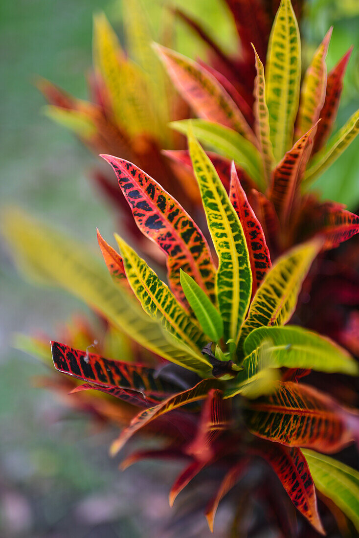 Garden Croton, Combeima Canyon, Ibague, Colombia