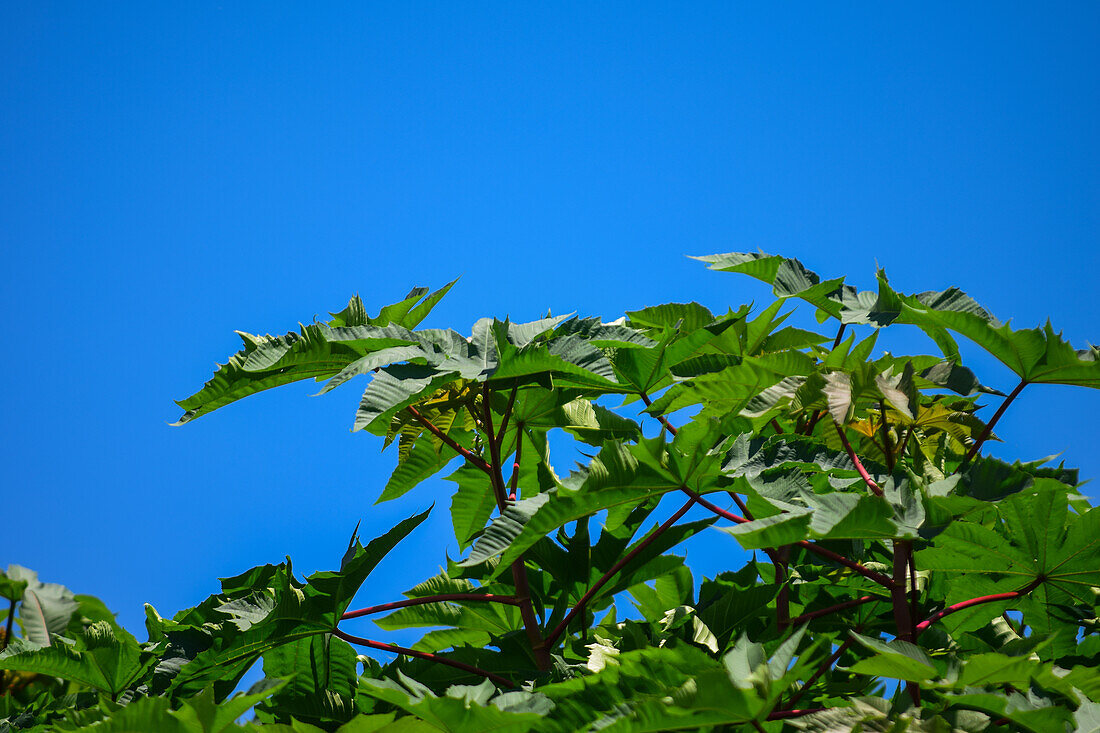 Trees and plants in Tarcoles river