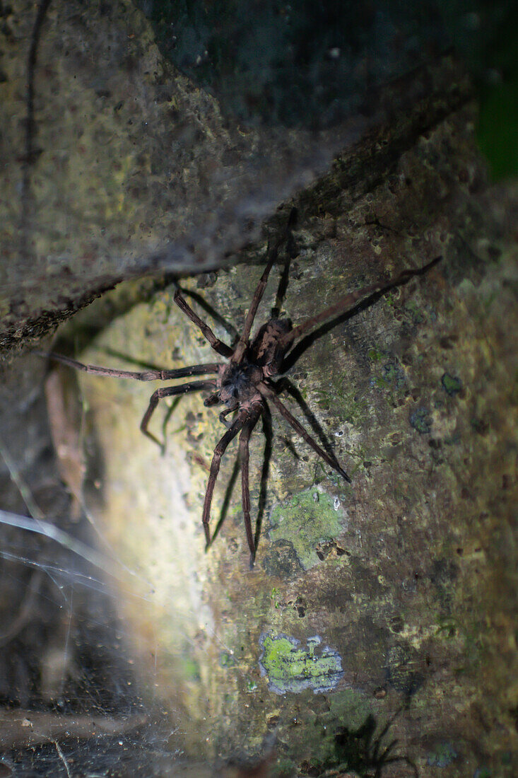 Big spider seen on night fauna tour in Costa Rica