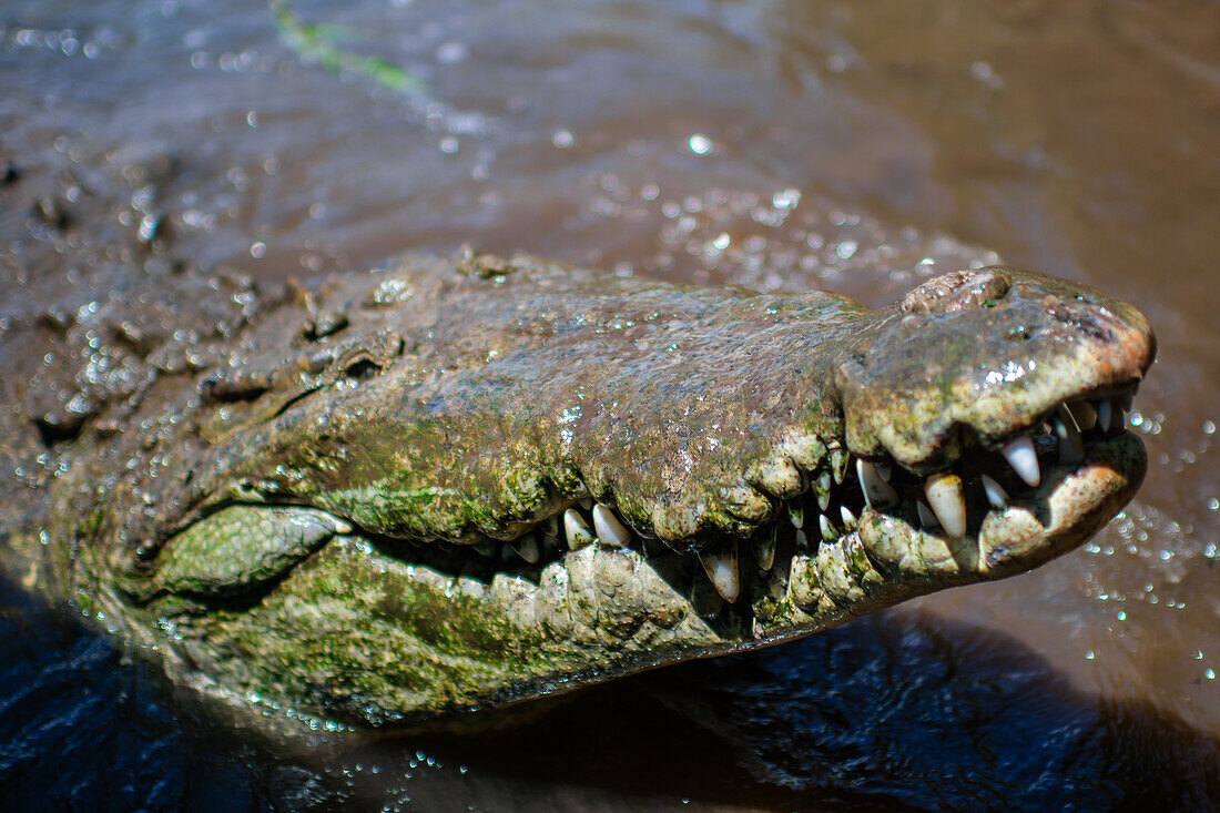 American crocodile (Crocodylus acutus) in Tarcoles river, Costa Rica