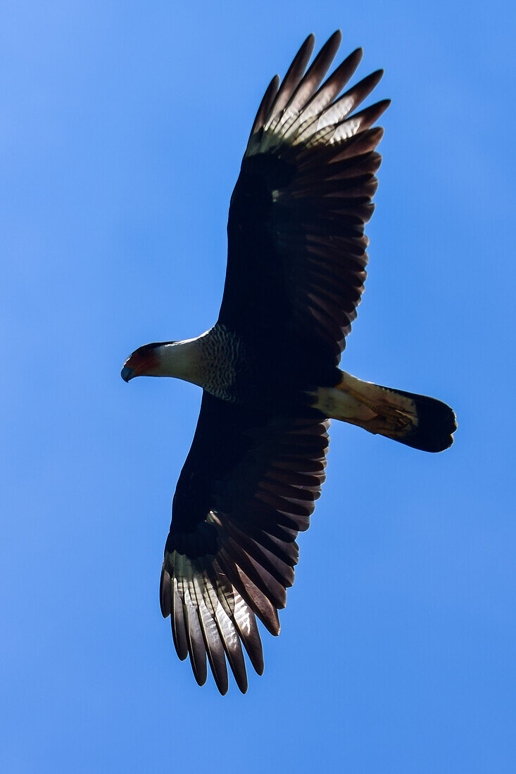 Flying crested caracara in Tarcoles River, Costa Rica