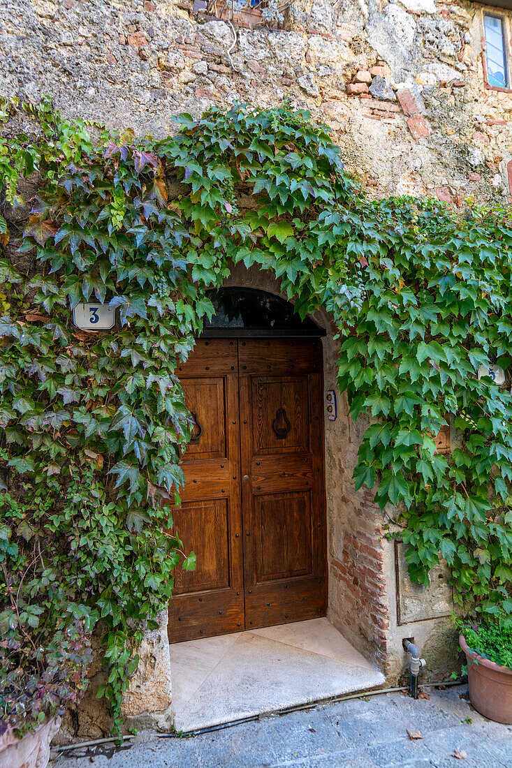 Efeuüberdachter Eingang zu einem Wohnhaus in der mittelalterlichen Stadt Monteriggioni,Siena,Toskana,Italien.