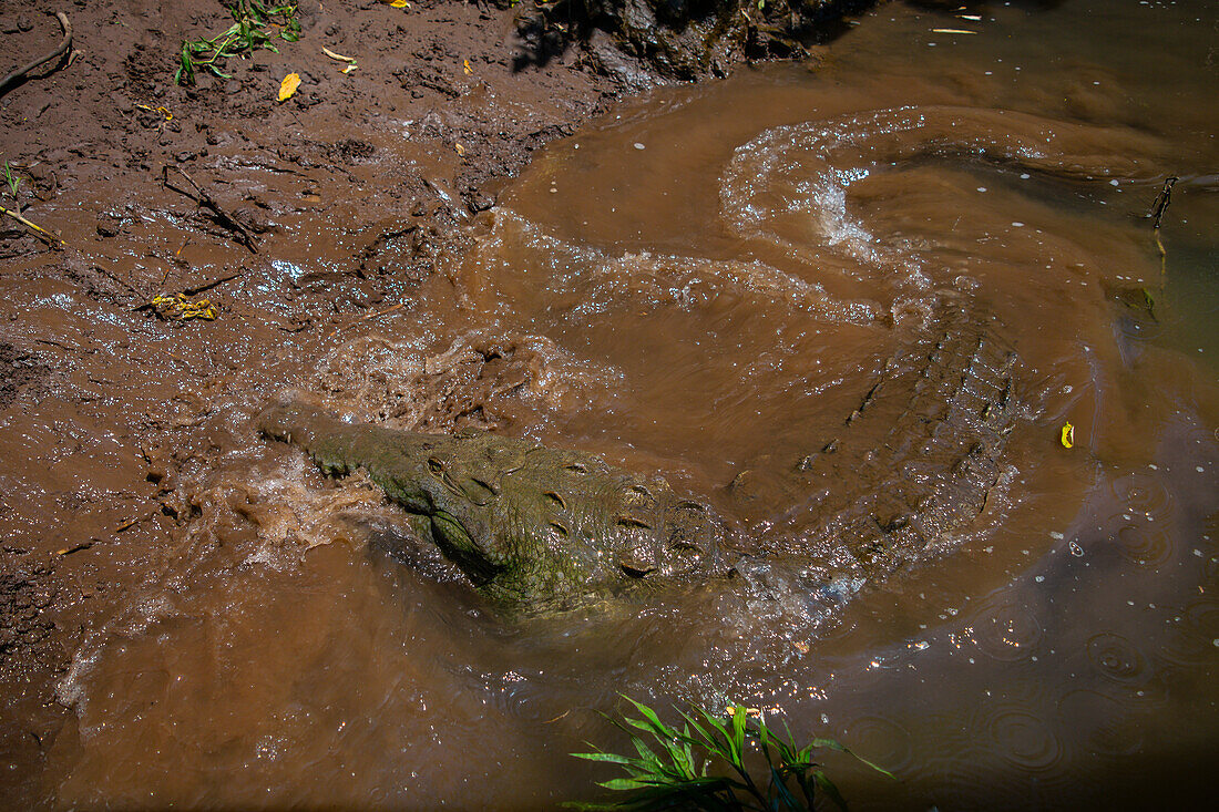 Amerikanisches Krokodil (Crocodylus acutus) im Tarcoles-Fluss,Costa Rica