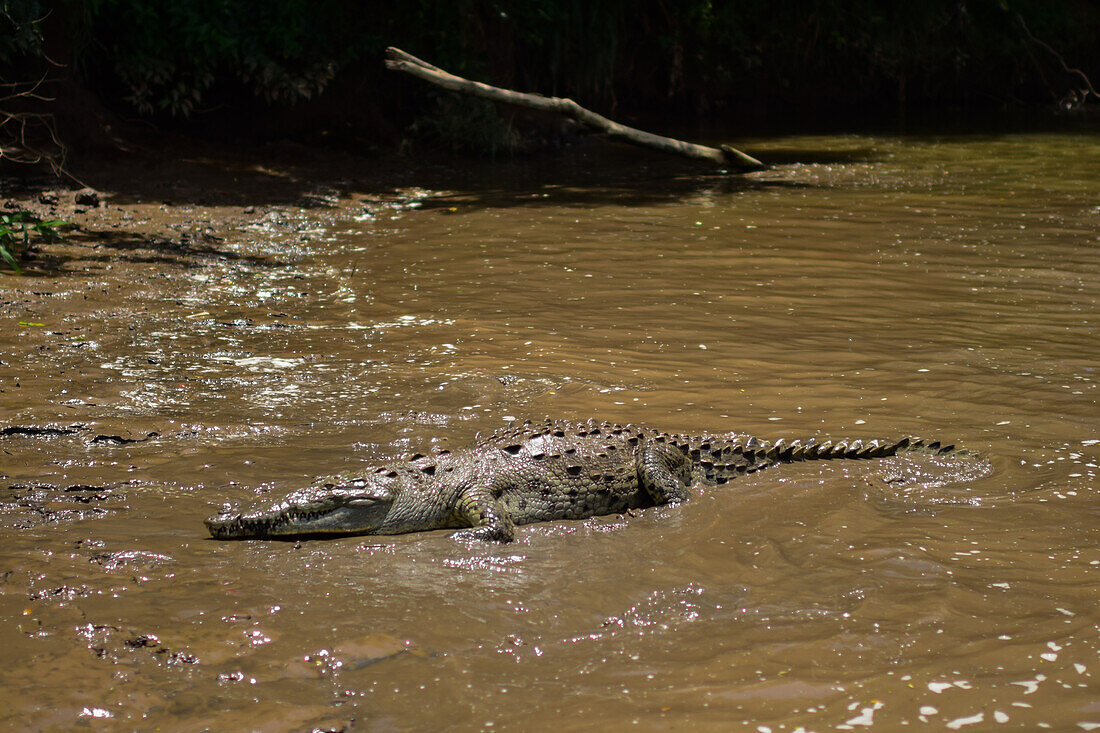 American crocodile (Crocodylus acutus) in Tarcoles river, Costa Rica