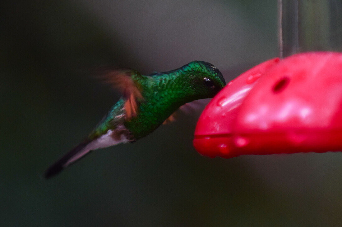 Hummingbird eating from a feeder