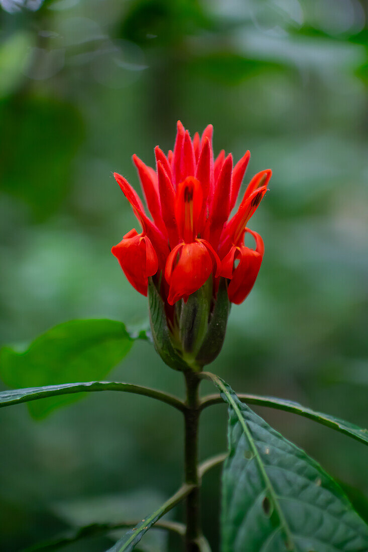 Feuriger Dornhai (Aphelandra aurantiaca),Monteverde,Costa Rica