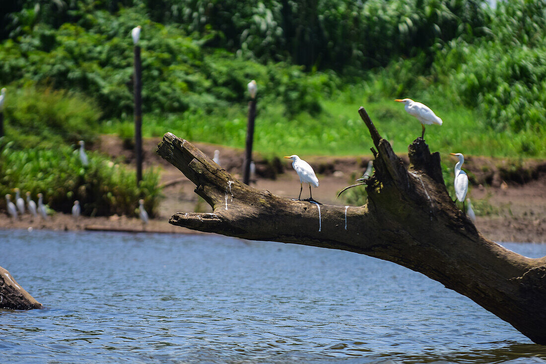 White egrets resting on tree in Tarcoles River, Costa Rica