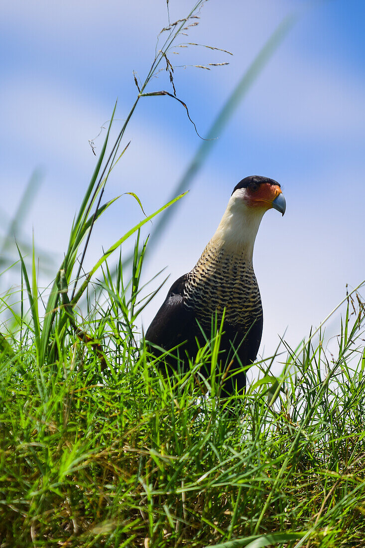 Crested caracara in Tarcoles River, Costa Rica