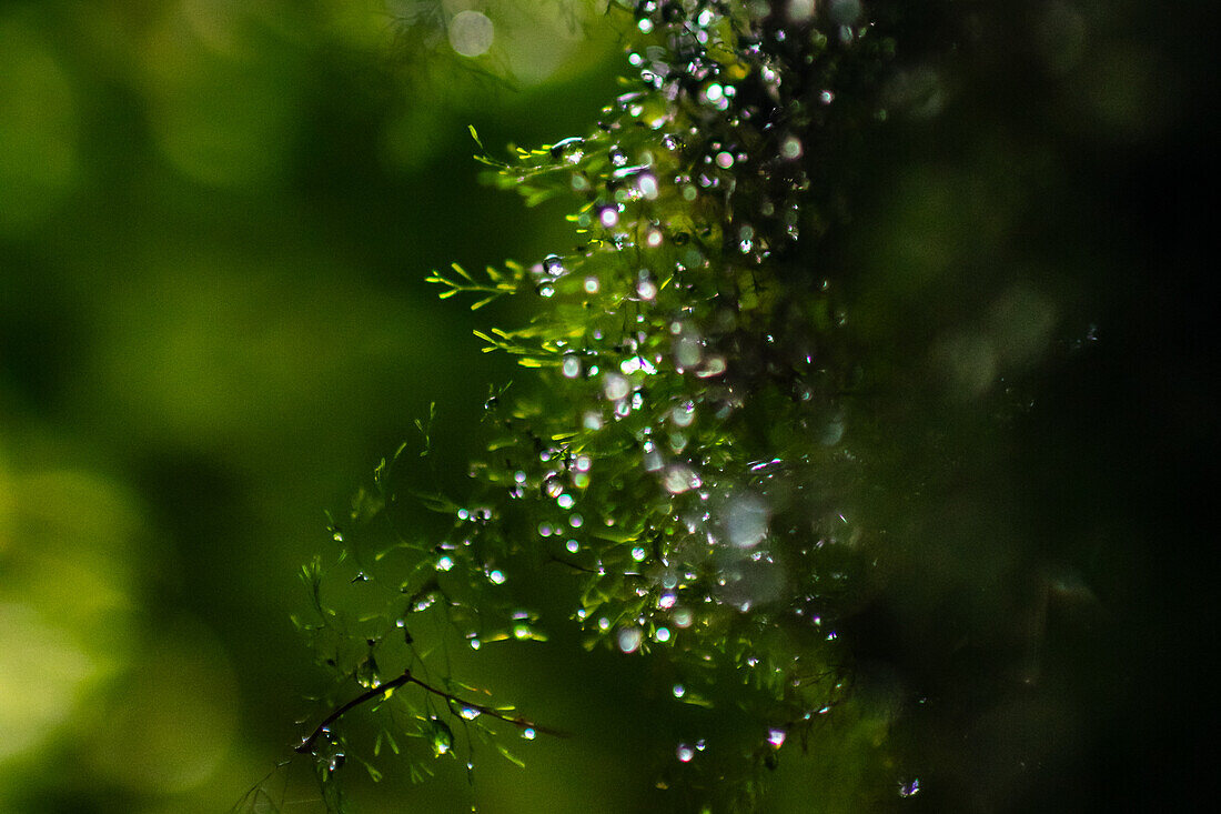 Wassertropfen in einer Pflanze,Monterey-Nebelwald,Costa Rica