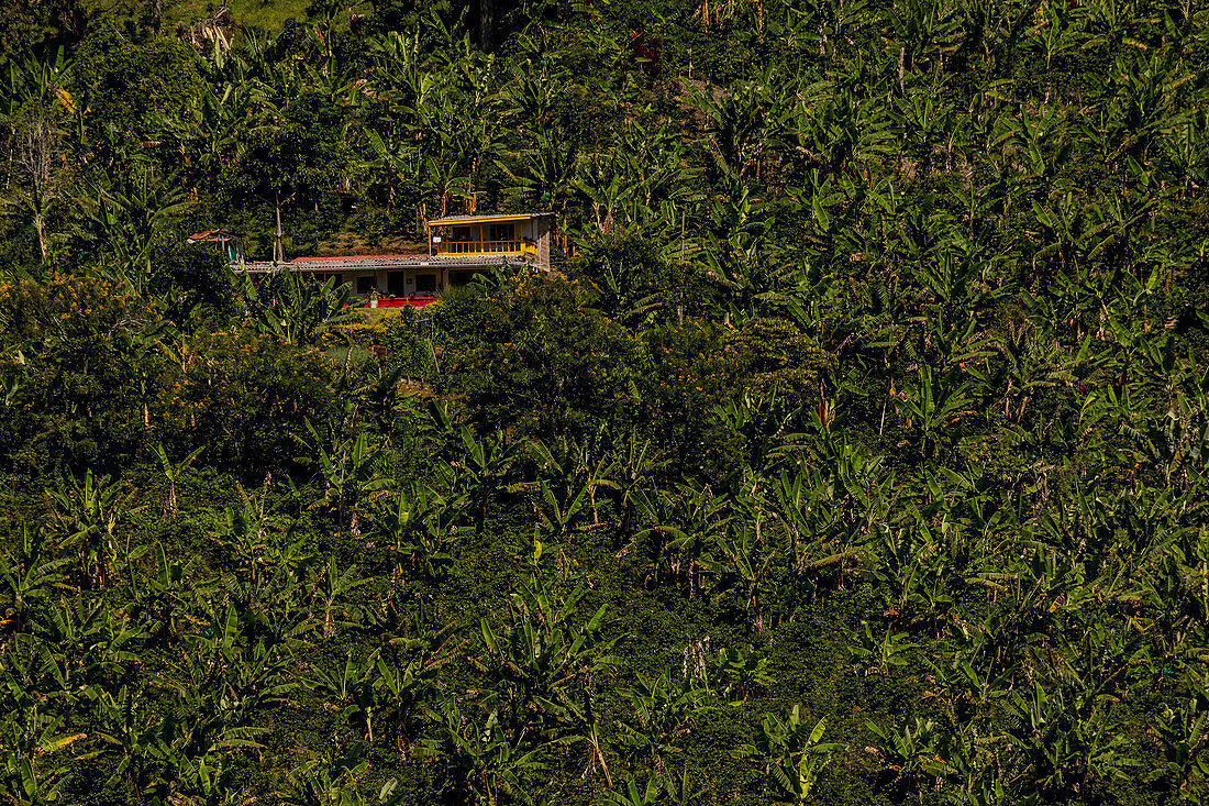 Coffee fields in the coffee axis of Colombia always include plantains which provide shade forthe coffee plants and a second cash crop for the farmers