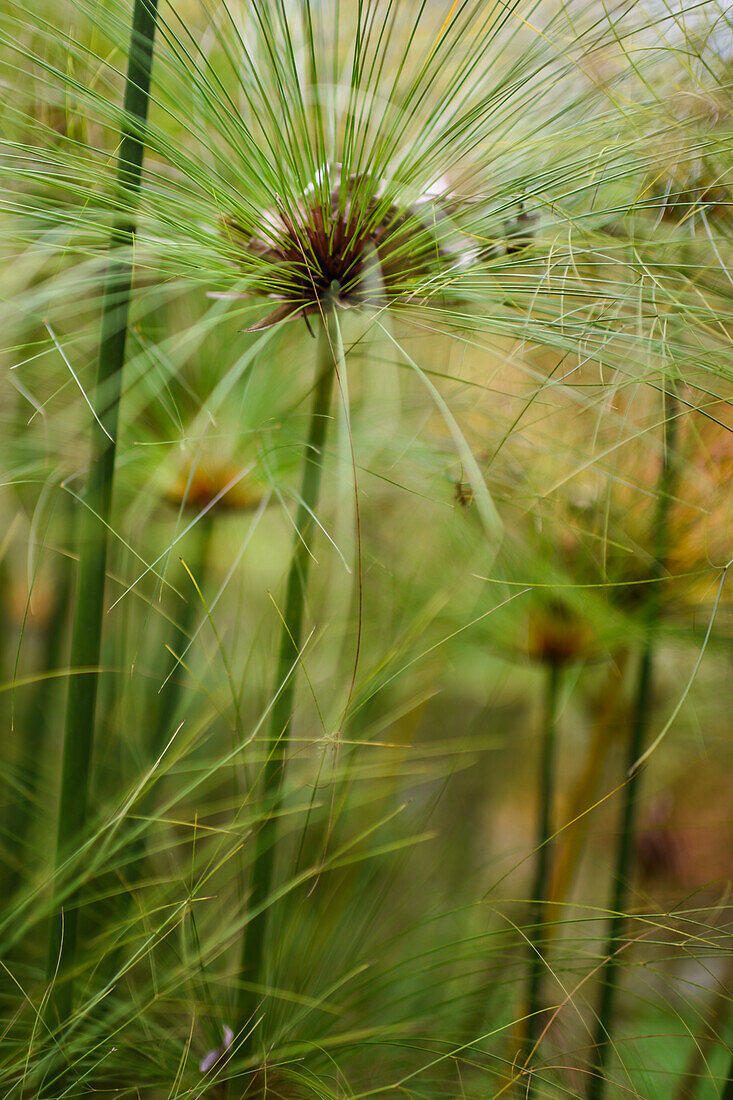 Papyrus (Cyperus papyrus) in Combeima Canyon, Ibague, Colombia